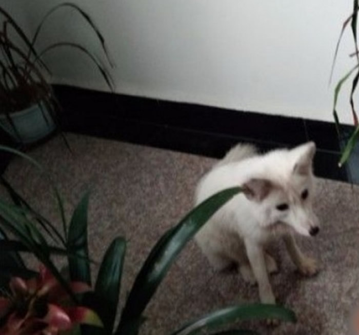 女主人称因白狐与她所养的狗打架后受惊,才会逃至现场。