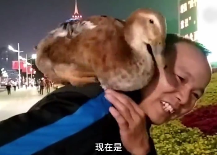 旭旭不但聪明听话,而且每晚还会陪许男散步至少两公里。