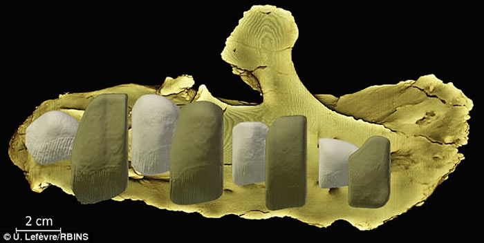 法国南部发现一种全新恐龙——Matheronodon provincialis拥有剪刀式牙齿