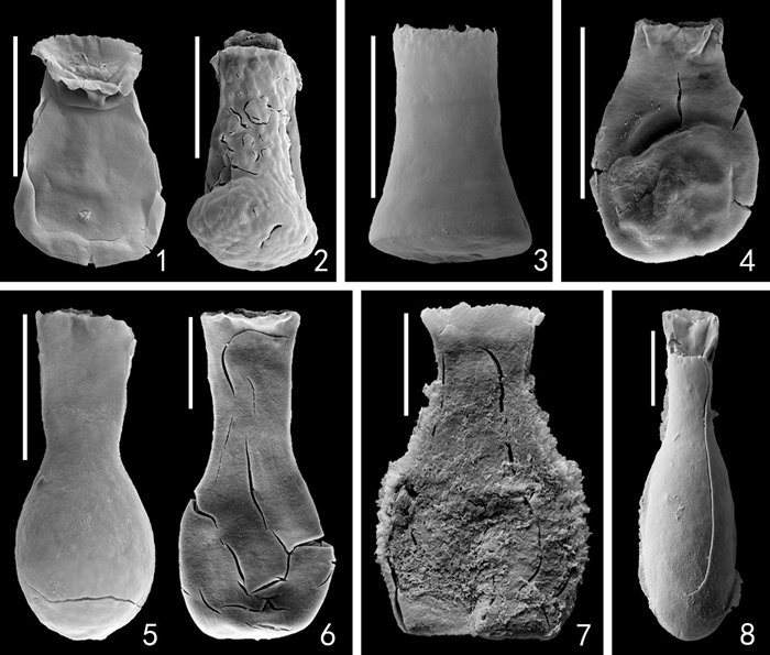 几丁虫类部分代表分子