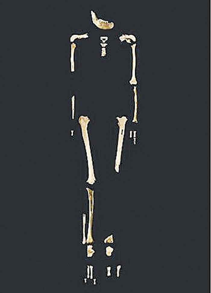 田园洞人骨架图