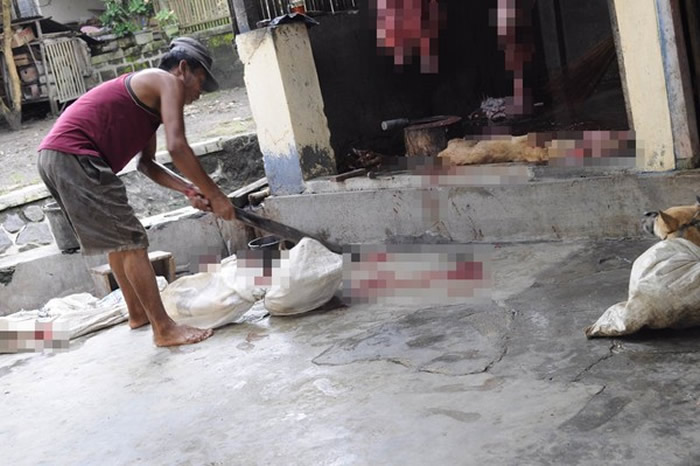 印尼非法狗肉屠宰场曝光 狗全身被绑逼看同伴被砍头