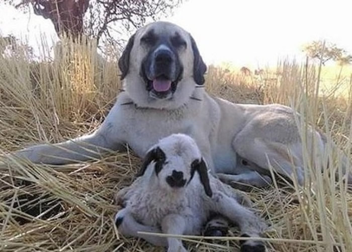 国际趣闻:尽忠职守 土耳其牧羊犬彻夜护小羊