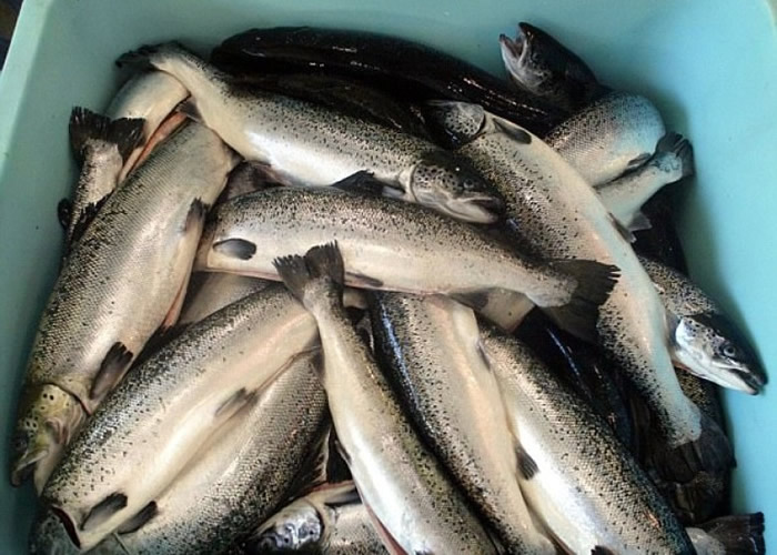 不少苏格兰的三文鱼所含的海虱数目超出安全标准。