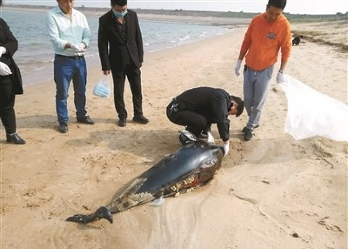 һֻ���������ʬ�ڽ���������һ��ɳ̲�ϡ�