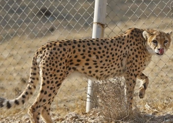 �����Ա�ֻʣ50ֻ �������������Ŭ������