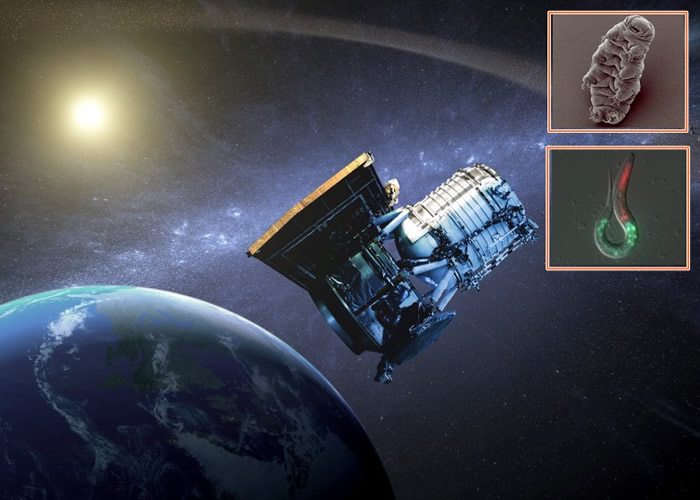 星光计划已挑选水熊虫(右上图)及蛔虫(右下图)成为首批星际历险家。