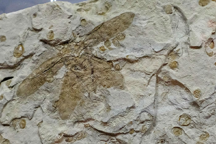 1.65ǰĲʳֻʯʽΪǧ󹡱