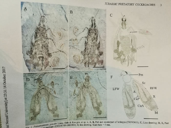 1.65ǰĲʳֻʯʽΪǧ󹡱