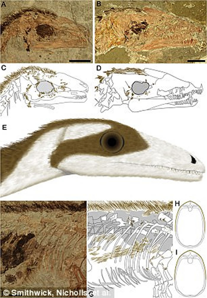 中华龙鸟带“蒙面侠面具” 有一条带斑纹的尾巴