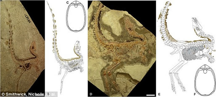 中华龙鸟带“蒙面侠面具” 有一条带斑纹的尾巴
