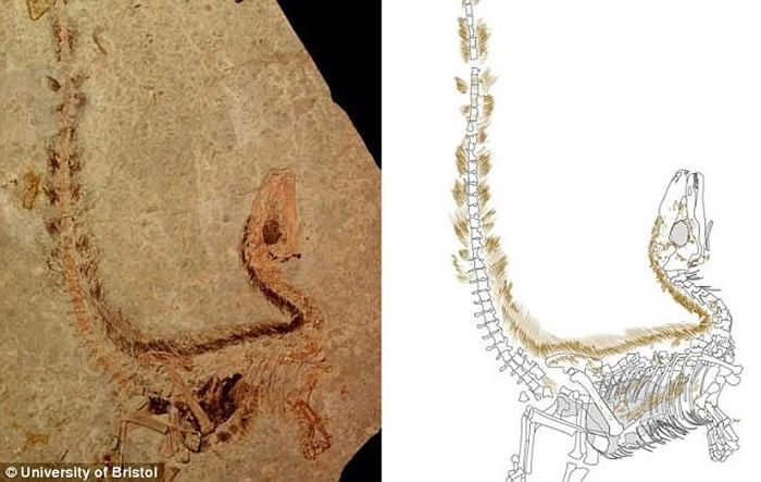 中华龙鸟带“蒙面侠面具” 有一条带斑纹的尾巴
