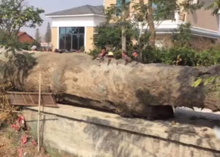 �����ڳ���Լ16�׵ľ���ľͷ��