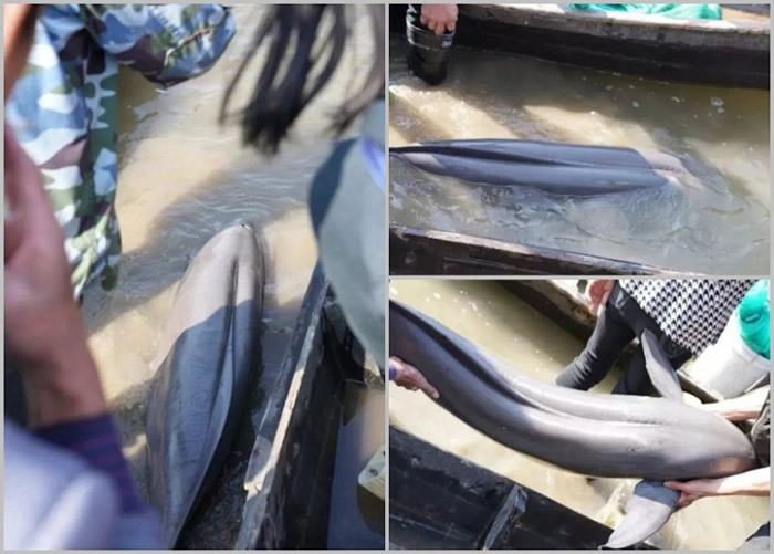 遭误捕的江豚体长约120厘米，整体没有大碍，只是尾巴有擦伤。