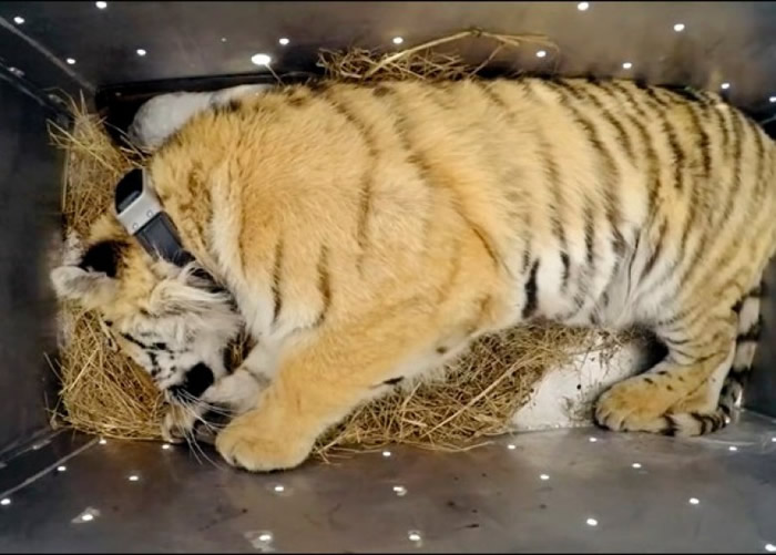 弗拉迪克逃离野外重返大城市,其命运引起专家担心。