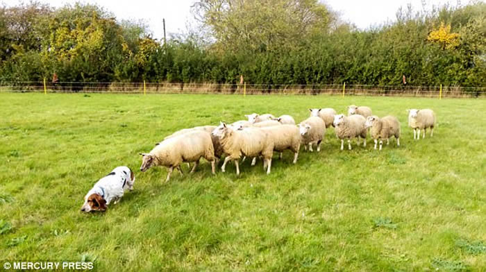 Ӣ���ͼ�����Ȯ�ڼ��к�԰ɢ�� ��Ⱥ�ж�β��