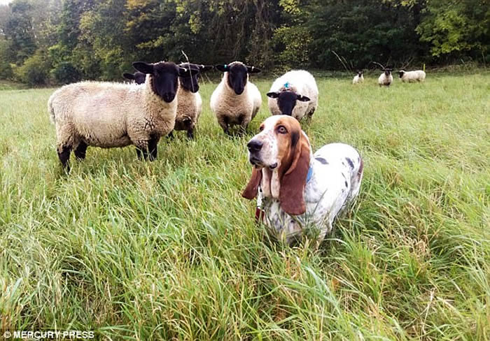 Ӣ���ͼ�����Ȯ�ڼ��к�԰ɢ�� ��Ⱥ�ж�β��