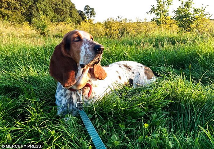 Ӣ���ͼ�����Ȯ�ڼ��к�԰ɢ�� ��Ⱥ�ж�β��