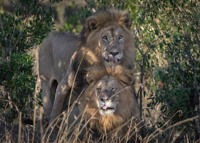 ʨ��״�����ܡ�