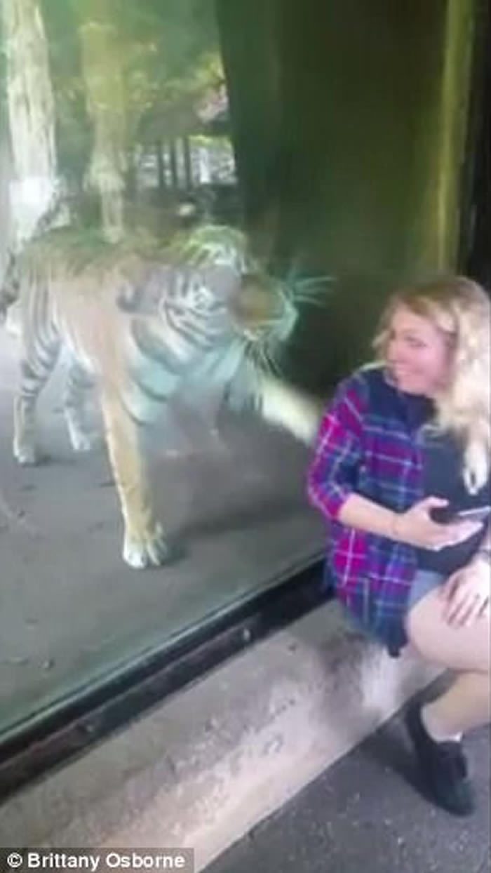 美国印第安纳州动物园老虎母性大发 用头轻抚孕妇腹部