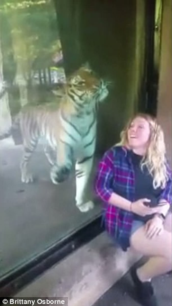 美国印第安纳州动物园老虎母性大发 用头轻抚孕妇腹部