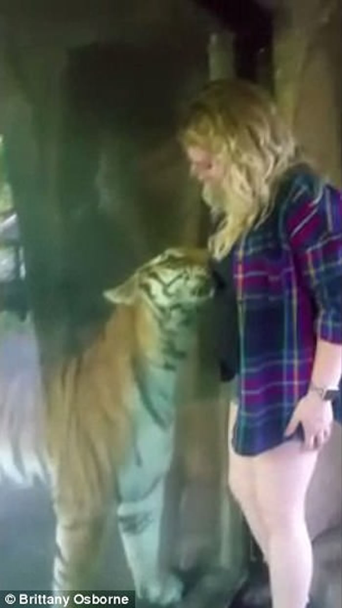 美国印第安纳州动物园老虎母性大发 用头轻抚孕妇腹部