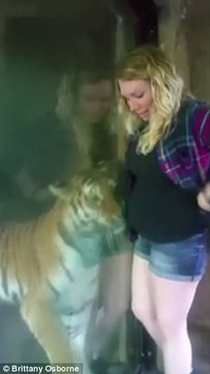 美国印第安纳州动物园老虎母性大发 用头轻抚孕妇腹部