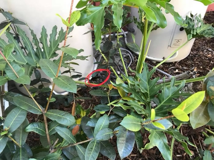 小蛇(红圈示)的确难以被人发觉。