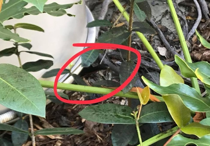 躲藏的是一条细小的赤腹伊澳蛇(红圈示)。