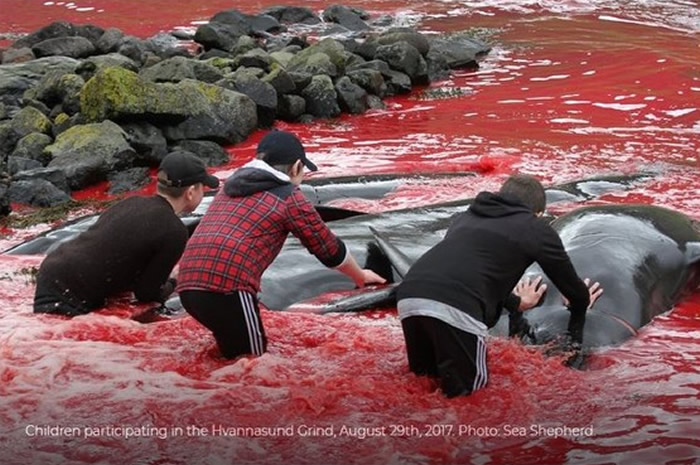 北欧法罗群岛大规模猎杀鲸豚 血染大海屠场