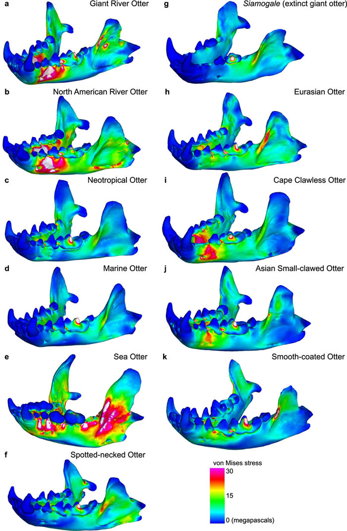 云南昭通水塘坝出土的下颌骨化石显示巨型水獭为600万年前华南湿地沼泽中的“霸主”