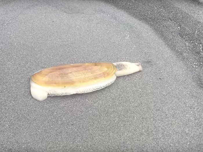 ��Ȥ���ࡰ���������ɡ�