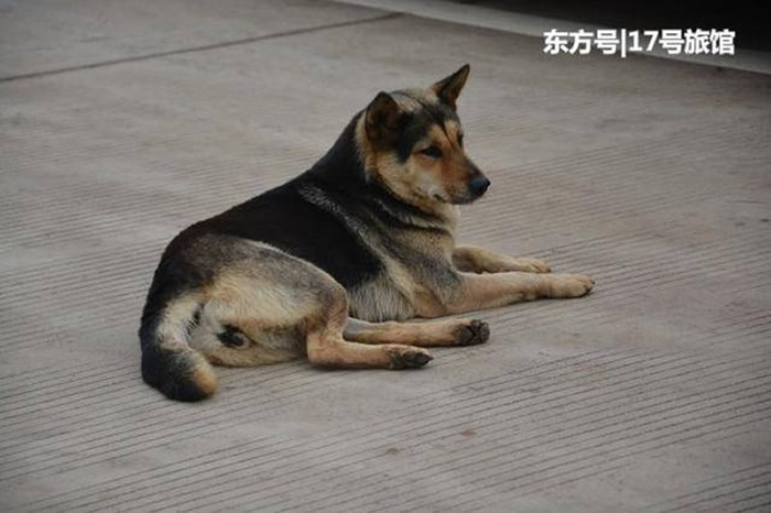 就是它,抢走日本运动员国旗的中华田园犬(俗称:土狗)。