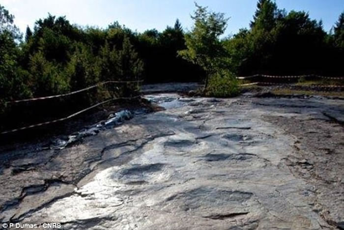 法国发现的世界上最大的蜥脚类恐龙足迹是有史以来最长的恐龙足迹化石的一部分