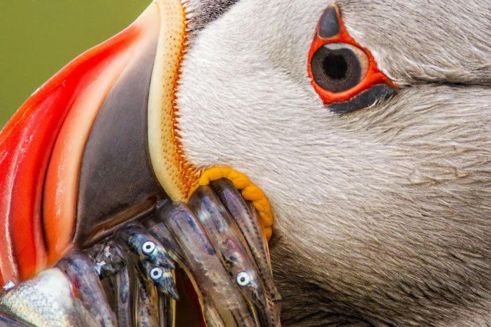 一只北极海鹦叼着许多鱼,准备回巢喂食幼鸟。 PHOTOGRAPH BY SUNIL GOPALAN, NATIONAL GEOGRAPHIC YOUR SHOT