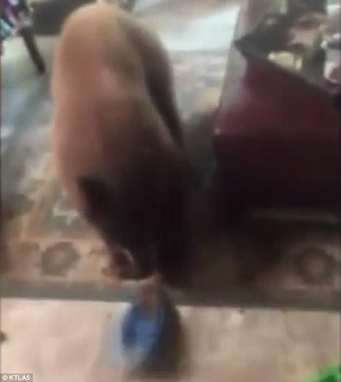 ����������һ�Ҵ���լ ͵ʳè������Ӿ�س�Ӿ