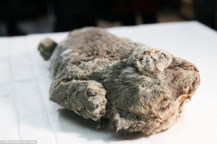 俄罗斯西伯利亚雅库特永冻层中发现数万年前的小穴狮遗骸