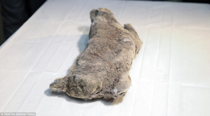 俄罗斯西伯利亚雅库特永冻层中发现数万年前的小穴狮遗骸