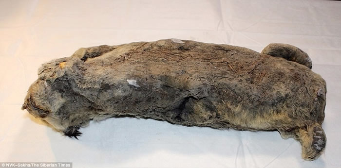 俄罗斯西伯利亚雅库特永冻层中发现数万年前的小穴狮遗骸