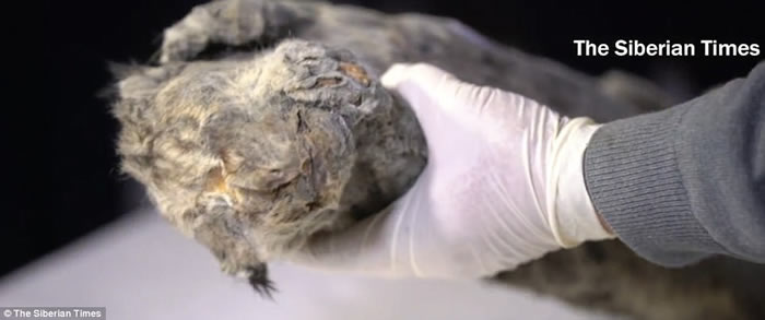 俄罗斯西伯利亚雅库特永冻层中发现数万年前的小穴狮遗骸