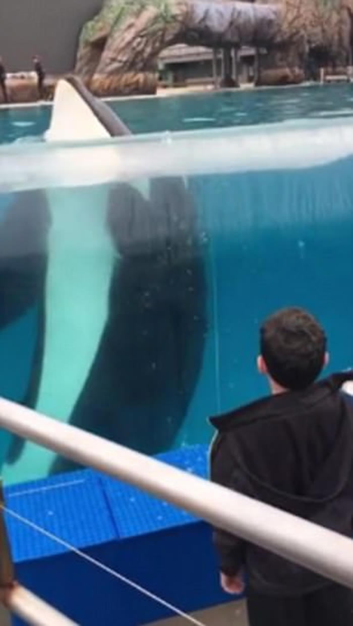 美国圣地牙哥动物园杀人鲸看完男童转圈后竟有样学样在水中跟着转圈
