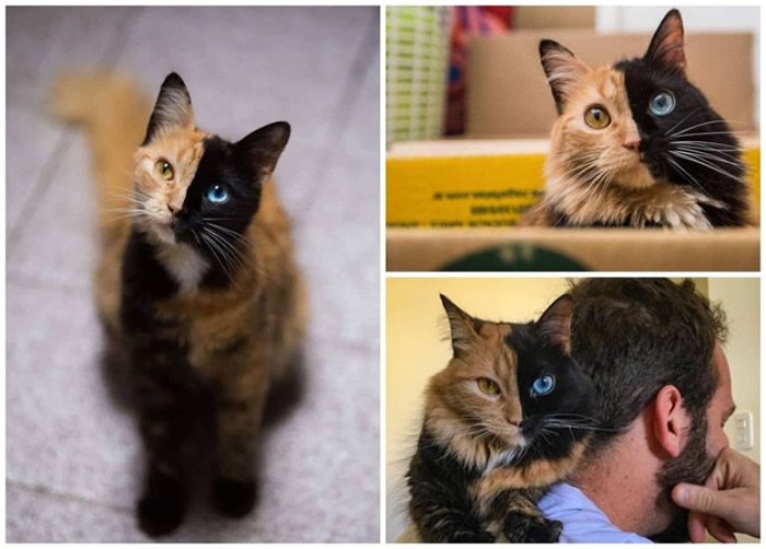 Quimer的面孔有2种不同的颜色。