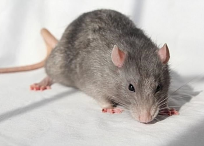 ��ѧ����������ʵ��������ǲ������ࡣ