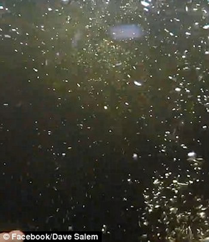 美国佛罗里达州青年大胆跳河 翻看影片惊见巨鳄踪影