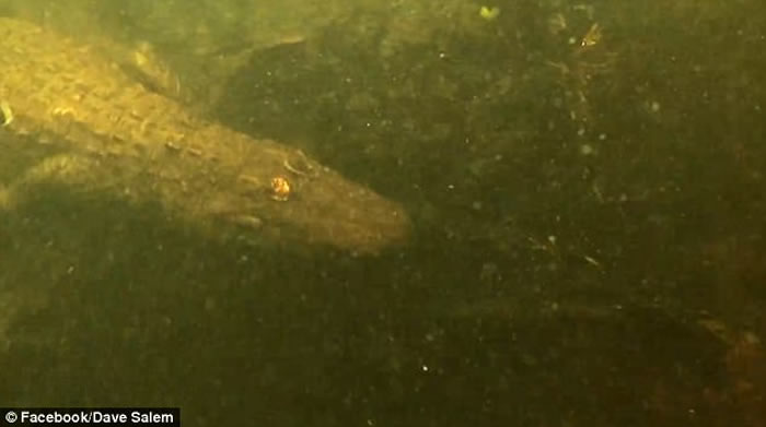 美国佛罗里达州青年大胆跳河 翻看影片惊见巨鳄踪影