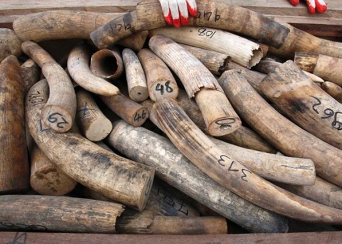 全球每年有不少大象,遭猎人射杀并取其象牙供非法买卖。