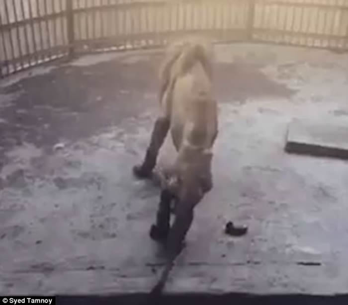 孟加拉动物园惊现瘦骨嶙峋老迈狮子 万兽之王Juboraj几乎无力站起