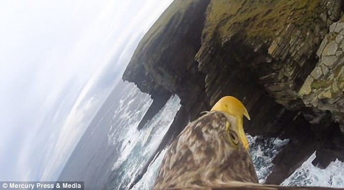 英国苏格兰白尾海雕身披戴带有摄录机的特制背心翱翔天际