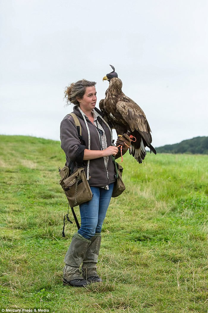 英国苏格兰白尾海雕身披戴带有摄录机的特制背心翱翔天际
