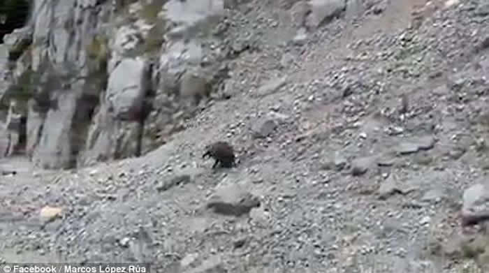 西班牙行山客围堵野猪 致其滚下悬崖生死未卜